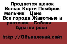 Продается щенок Вельш Корги Пемброк мальчик › Цена ­ 65 000 - Все города Животные и растения » Собаки   . Адыгея респ.